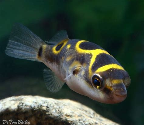 Figure Eight Puffer | Wiki | Fishkeepers Amino Amino