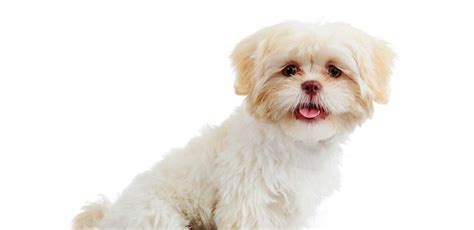 White Shih Tzu vs Albino and Standard Shih Tzu Dogs