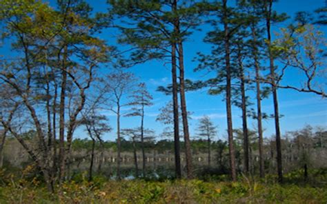 Apalachicola National Forest • Visit Tallahassee