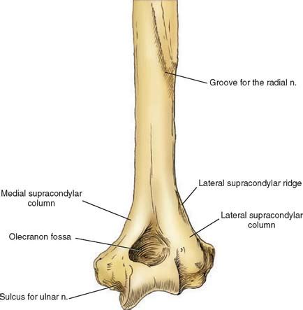 Supracondylar Ridge Of Humerus