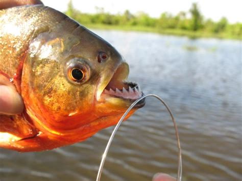 Went Piranha Fishing in the Amazon River and got to eat them afterwards ...