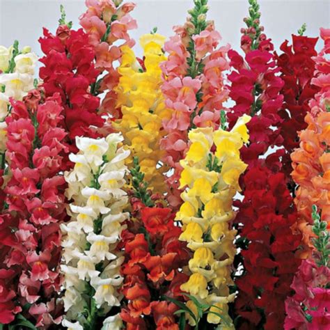 Antirrhinum Majus Maximum Mix Seeds (500 seeds) (Snapdragon) - Plant ...