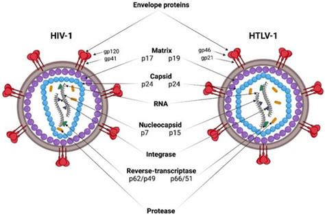 Viruses | Free Full-Text | HIV-1 and HTLV-1 Transmission Modes: Mechanisms and Importance for ...