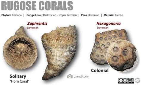 Fossils of the Paleozoic: Phylum Cnidaria (The Corals) – Laboratory ...