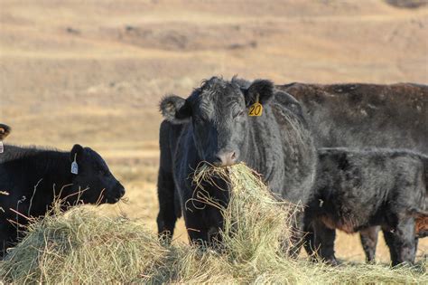 Do You Know the Difference Between 9% and 7% Crude Protein Hay? | UNL Beef