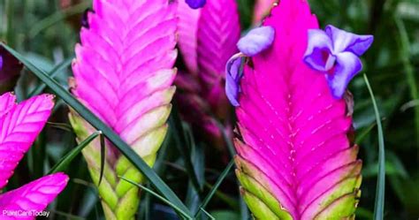 Pink Quill Plant Care: The Growing Tillandsia Cyanea