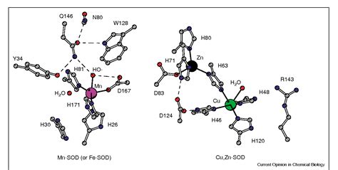 Superoxide Dismutase Structure