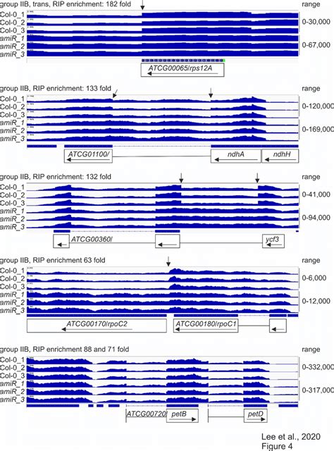 Splicing patterns of group IIB intron-containing genes. | Download Scientific Diagram