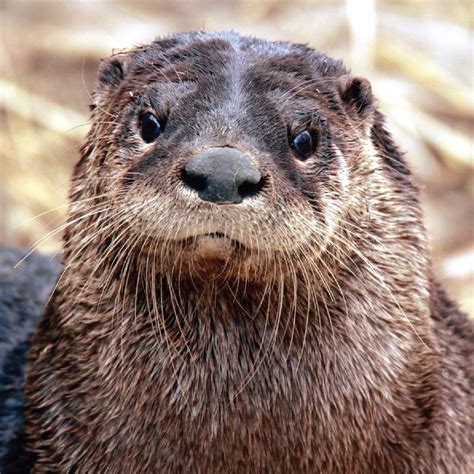 North American River Otter | Saint Louis Zoo