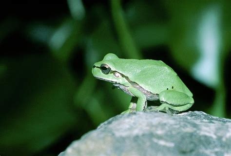 European Tree Frog Photograph by Dr Morley Read/science Photo Library - Fine Art America