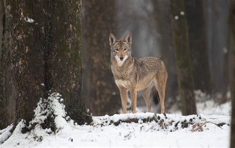 Anniversary Match - Endangered Wolf Center