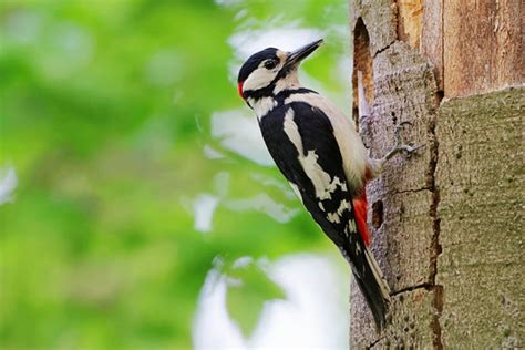 รูปภาพPiciformes – เลือกดูภาพถ่ายสต็อก เวกเตอร์ และวิดีโอ6,491 | Adobe ...