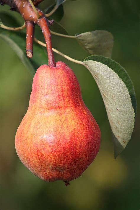 Double Pear Twist Tree - 2 varieties of pears growing on 1 tree! (2 ye – Online Orchards