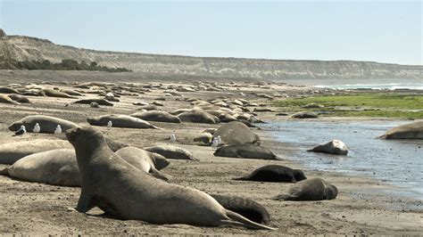 Southern Elephant Seals: Characteristics,habitats reproduction and more