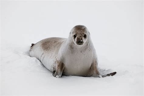 Crabeater Seal – "OCEAN TREASURES" Memorial Library