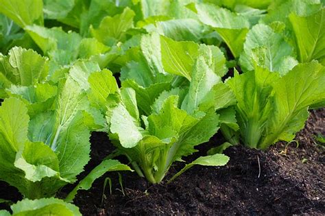 13 of the Best Varieties of Mustard Greens | Gardener’s Path