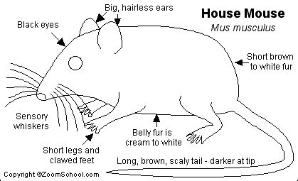 Anatomy Of Mouse - Anatomical Charts & Posters