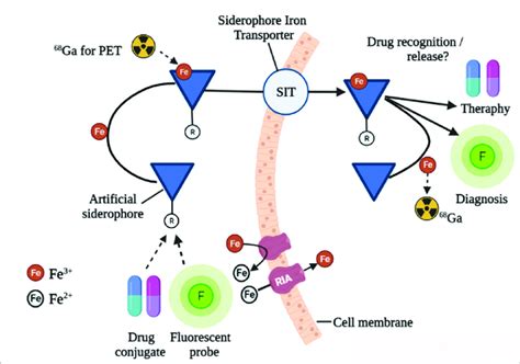 Siderophores for medical applications. The use of different... | Download Scientific Diagram