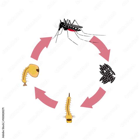 Vector illustration of the life cycle of a tiger mosquito Stock Vector ...