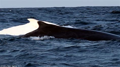 Migaloo albino whale spotted off coast of Bondi | Daily Mail Online