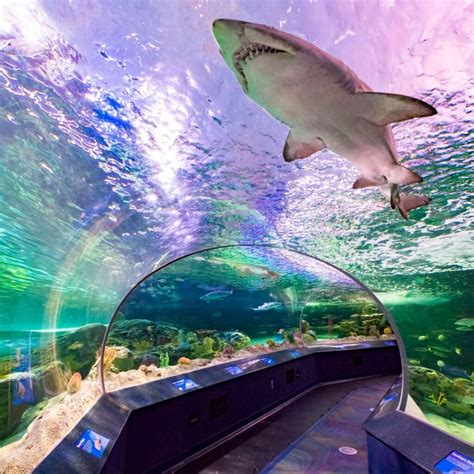 Ripley's Aquarium of Canada - Attractions Ontario