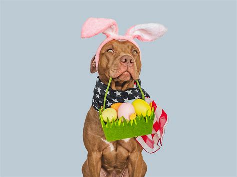 Celebrate Easter with your pet: fun games for the holiday - All4petshospital