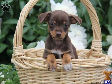 Mixed Breed Puppy for Sale: Chocolate Chiweenie 10 Years old