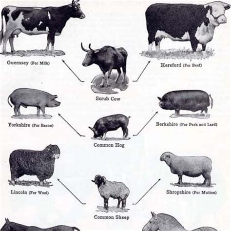 Selective Live Stock Breeding Chart 1920s Animal Farming - Etsy