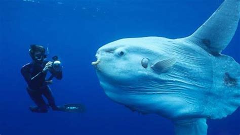 Top 20 largest sea creatures ever known on earth - Factins