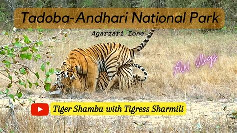 Last Video of Tigress Sharmili with |Tiger Shambu| Tadoba Safari | Watch till the end | - YouTube