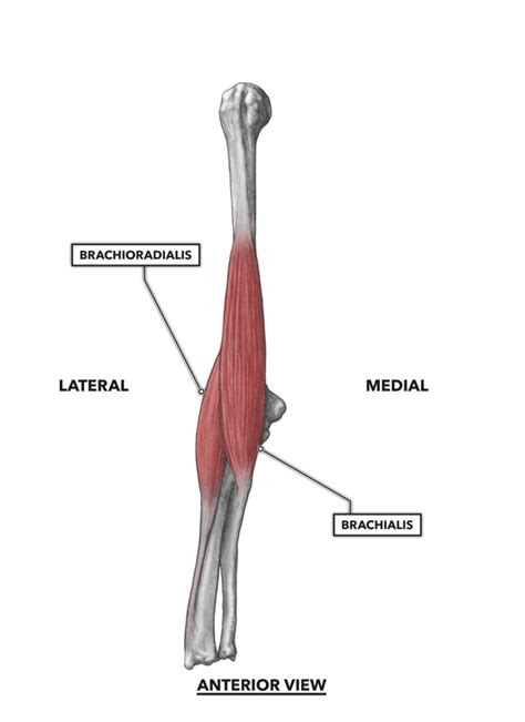 CrossFit | Elbow Musculature, Part 1: Anterior Flexors