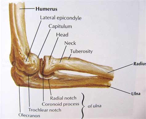 Bones of the elbow joint lateral view | Joints anatomy, Elbow anatomy, Anatomy bones