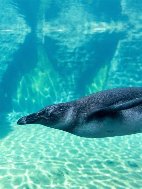 A Penguin Swimming Underwater · Free Stock Photo