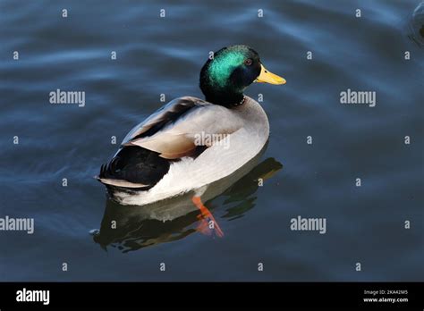 The mallard duck with green head swimming in the river Stock Photo - Alamy