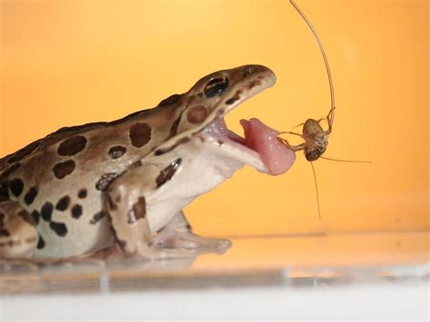 To Catch Prey, Frogs Turn To Sticky Spit : The Two-Way : NPR