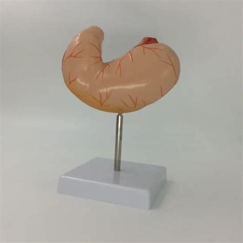 HUMAN STOMACH MODEL Stomach Anatomical Anatomy Model Medical teaching model $29.99 - PicClick