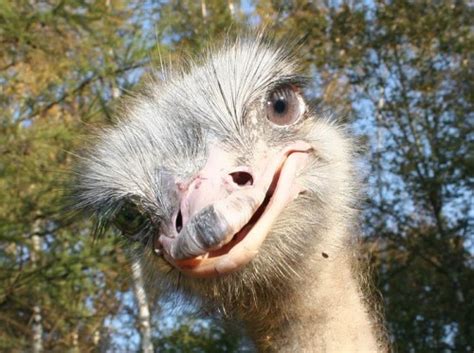 Ostrich – the biggest bird in the world - Wander Lord