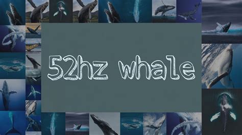 52hz whale | نهنگ ۵۲ هرتزی 🐋 ️ - YouTube