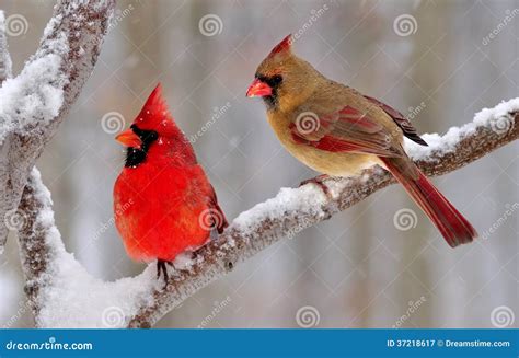 Winter Northern Cardinal Pair Royalty Free Stock Photography - Image ...