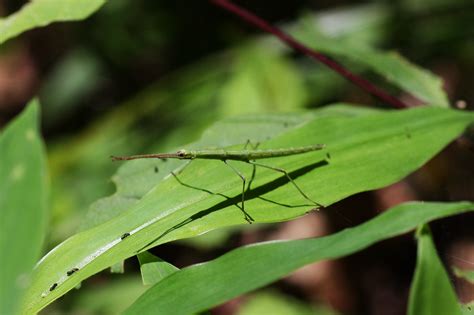 Pictures Of Stick Bugs : Pet Stick Insects 101 How To Take Care Of ...