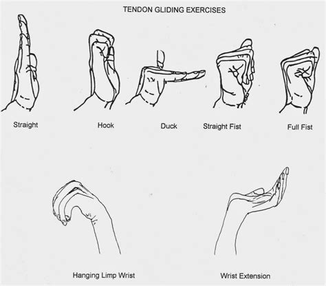 World of occupational therapy: Nerve and Tendon Gliding Exercise | Sức ...