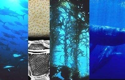 What Is Marine Biology? ~ MarineBio Conservation Society