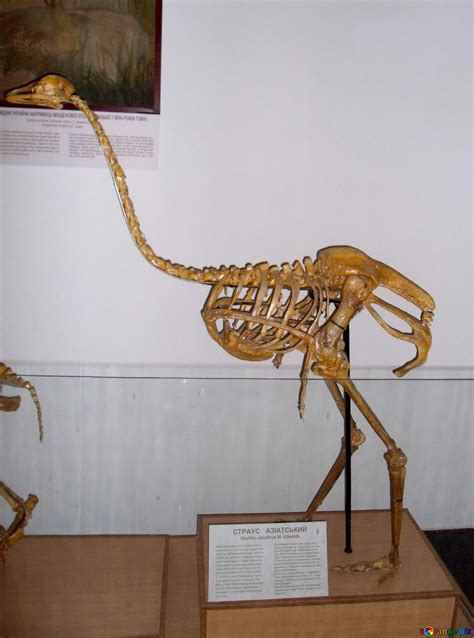 The skeleton of an ostrich free image - № 21447