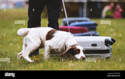 training a police dog Stock Photo - Alamy