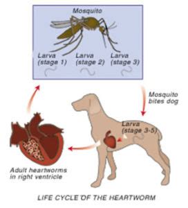 What Happens If My Dog Has Heart Worm