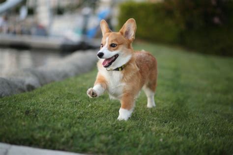 Fakta Corgi, Anjing Imut Berkaki Pendek yang Selalu Ceria