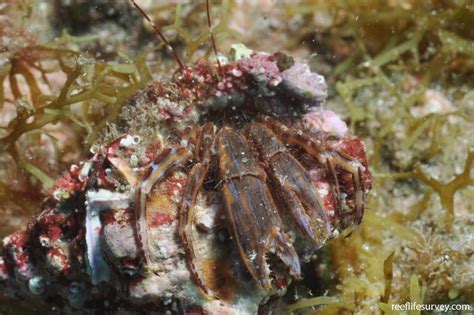 Pagurus anachoretus - Striped hermit crab | Reef Life Survey