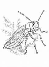 Locust Coloring Drawing Printable Print Colouring Getdrawings Insects  sketch template