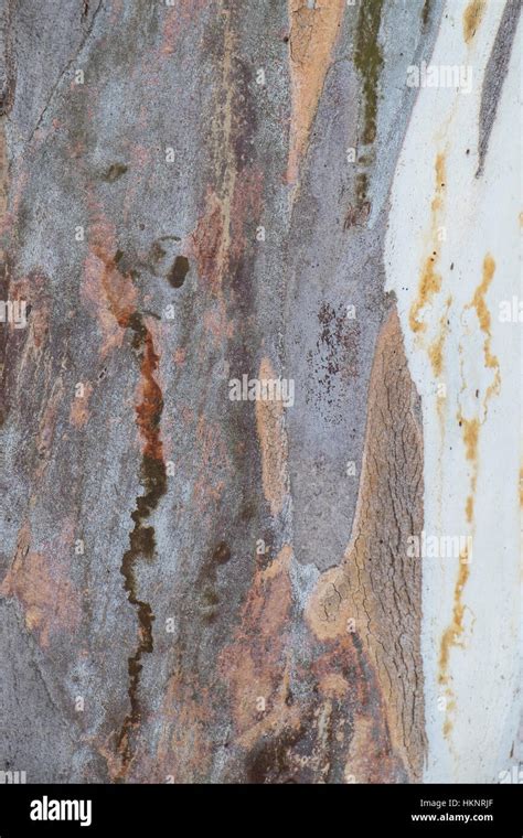 bark of Eucalyptus tree Stock Photo - Alamy