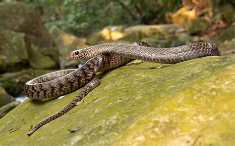 Common Rat Snake - Ptyas mucosus — HongKongSnakeID.com